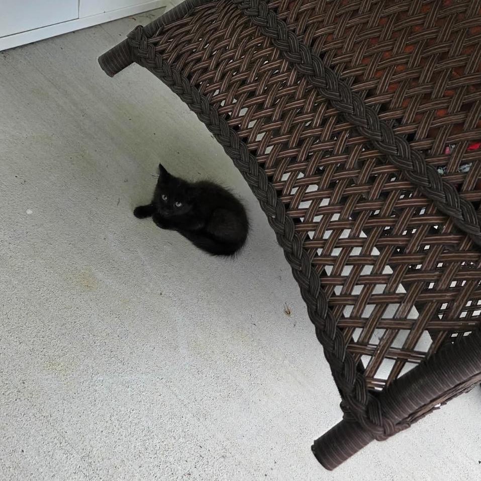 JEFFERSON - Domestic Medium Hair available for adoption