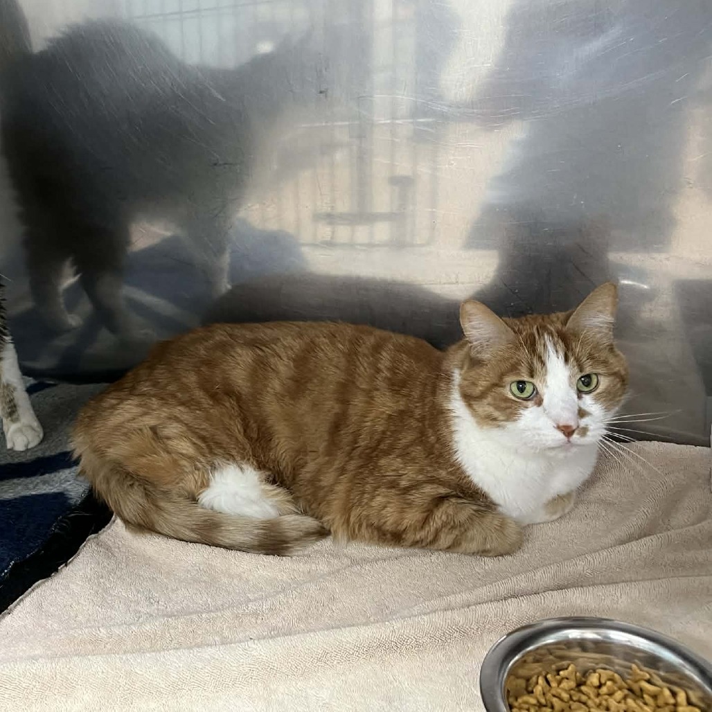 Katsuki — thumbnail 3