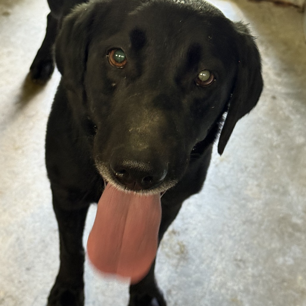 Violet, adoptable at Endless Pawsibilities