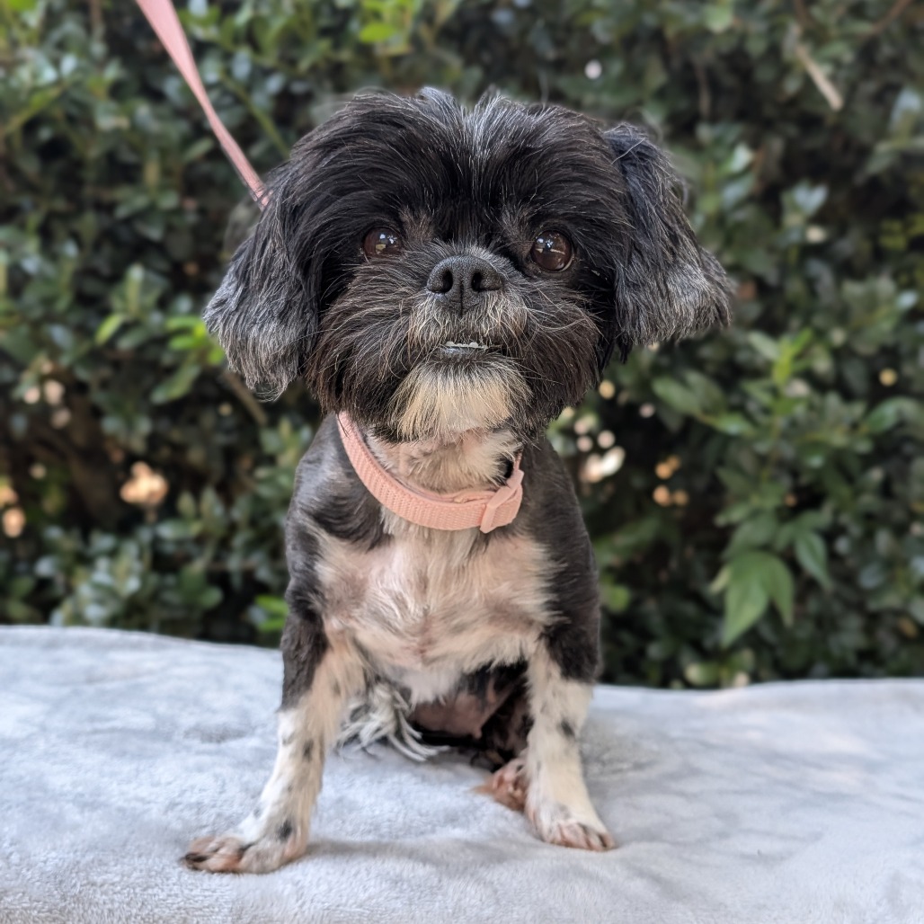 LaLa 08-2721, photo 2