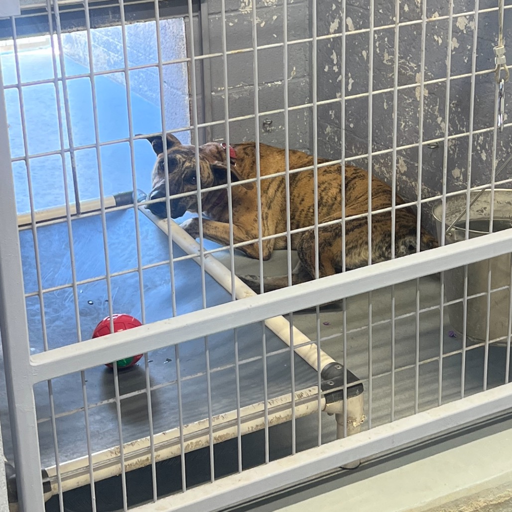 SHERE KHAN, photo 7