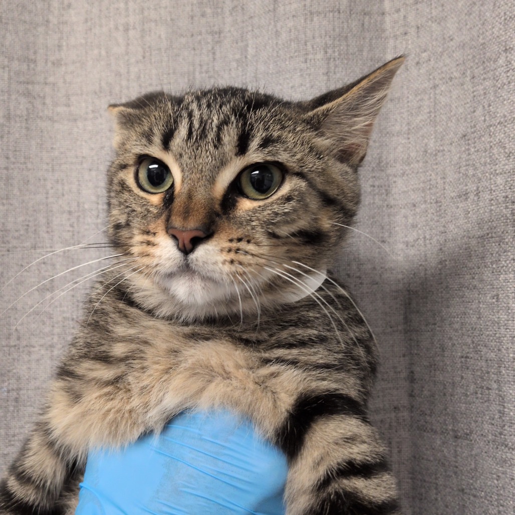 BIBS - Domestic Shorthair / Mix available for adoption