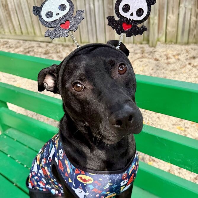 VAN GOGH - Terrier / American Pit Bull for adoption in Dayton