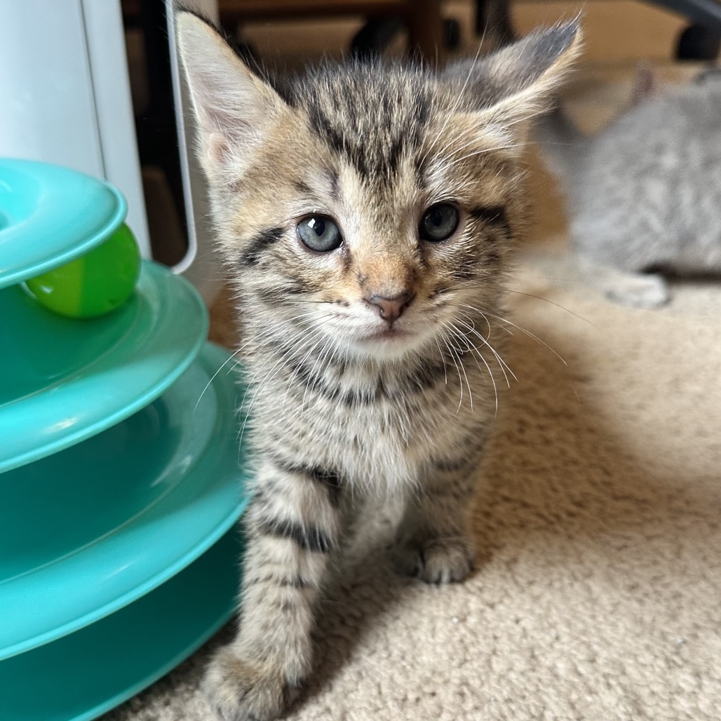TEXAS TOAST 2 - Domestic Shorthair available for adoption