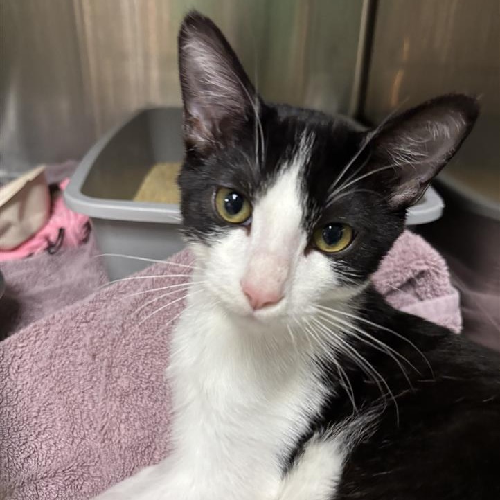 AUSTIN - Domestic Shorthair available for adoption