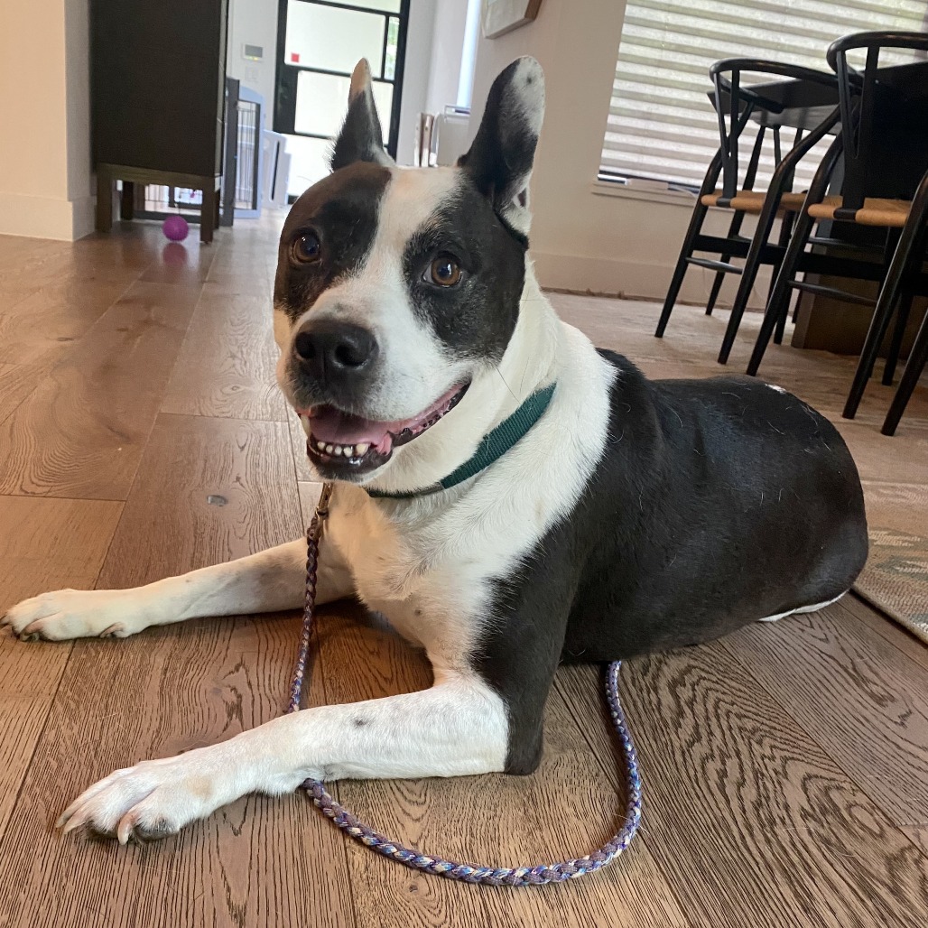 Bluebelle, additional photo