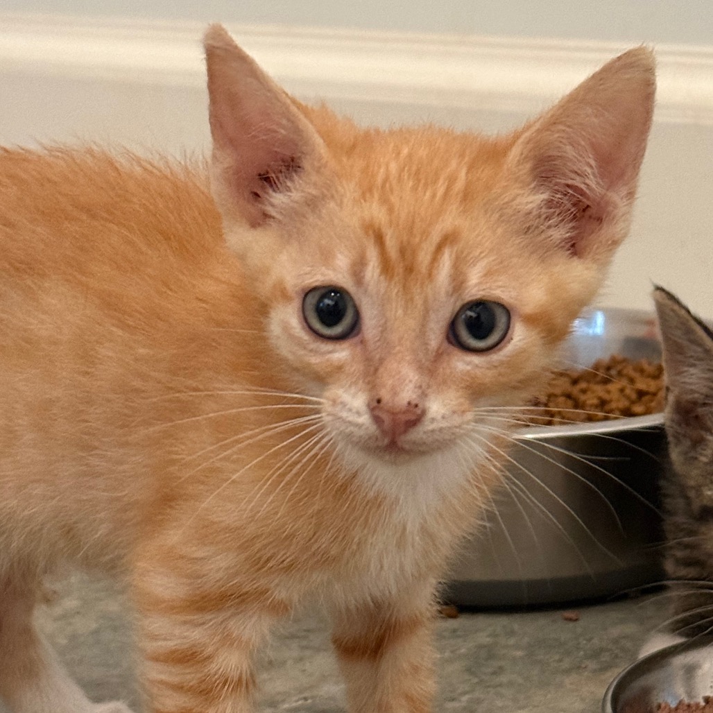 GNOCCHI - Domestic Shorthair available for adoption