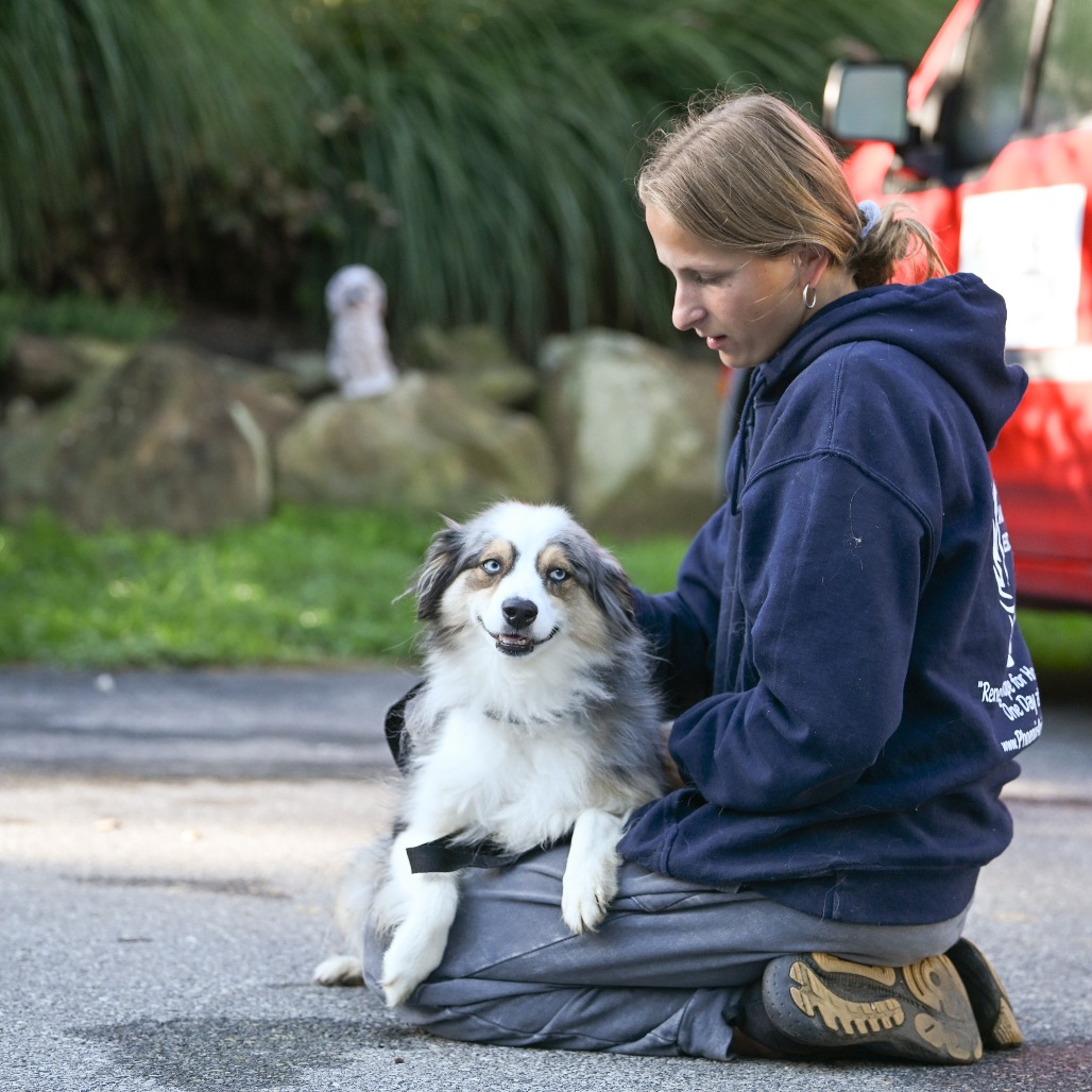 Coco - Phoenix Animal Rescue