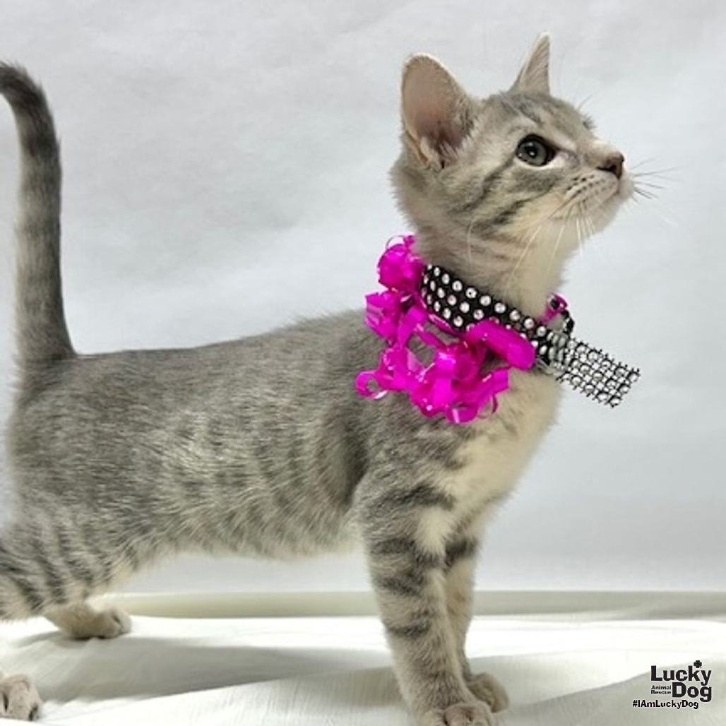 JOLENEY - Domestic Shorthair available for adoption