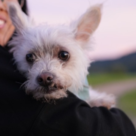 Animal named Vanilla