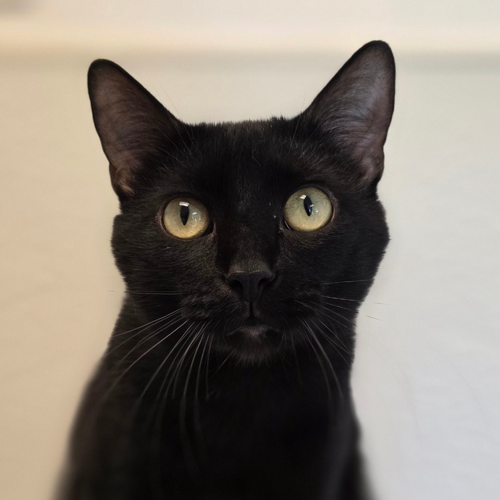 Binxy