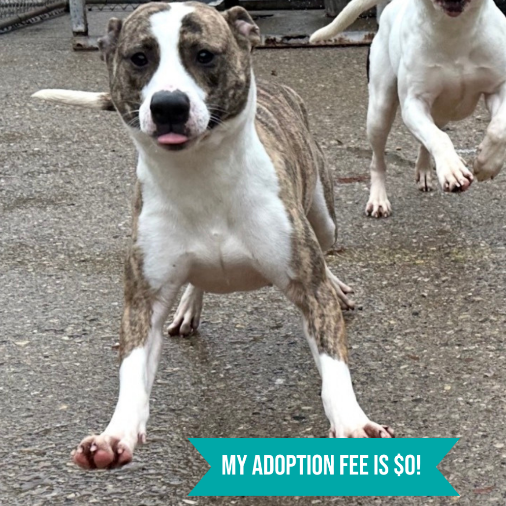 Ruby — thumbnail 4