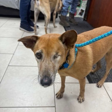 Hanibo — thumbnail 2