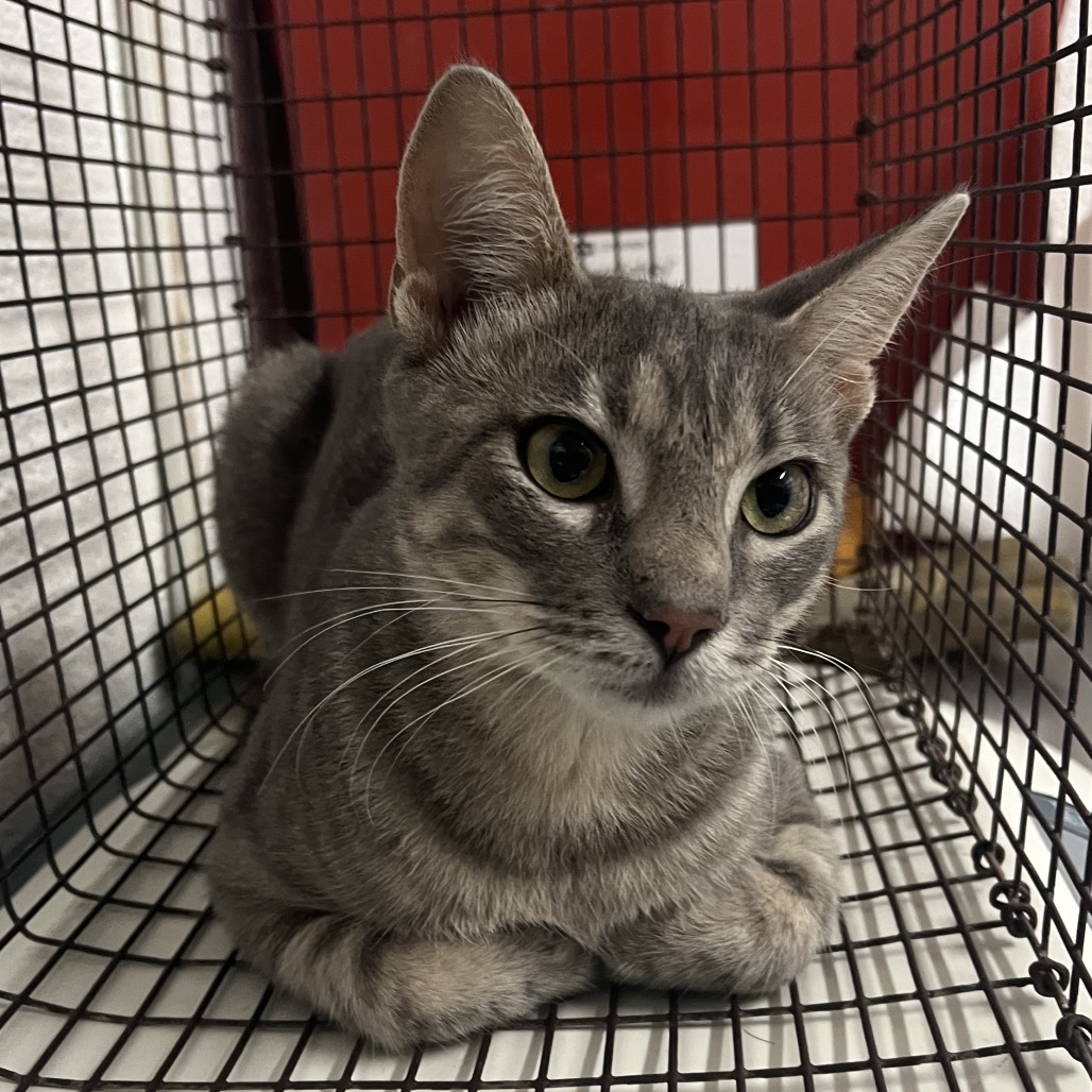 Pegasus, available for adoption at PVAS
