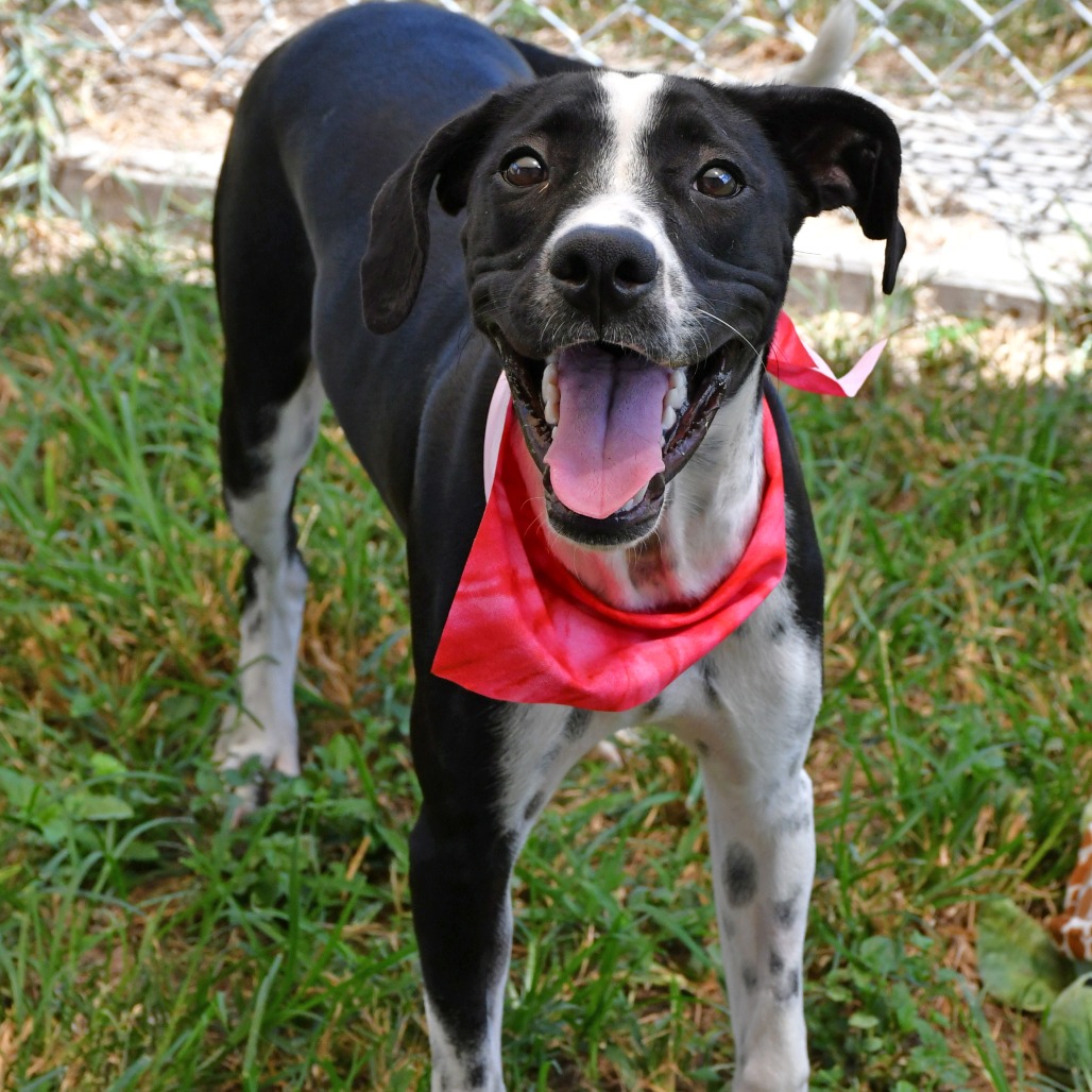 JOY - Retriever, Labrador / Terrier, Pit Bull available for adoption