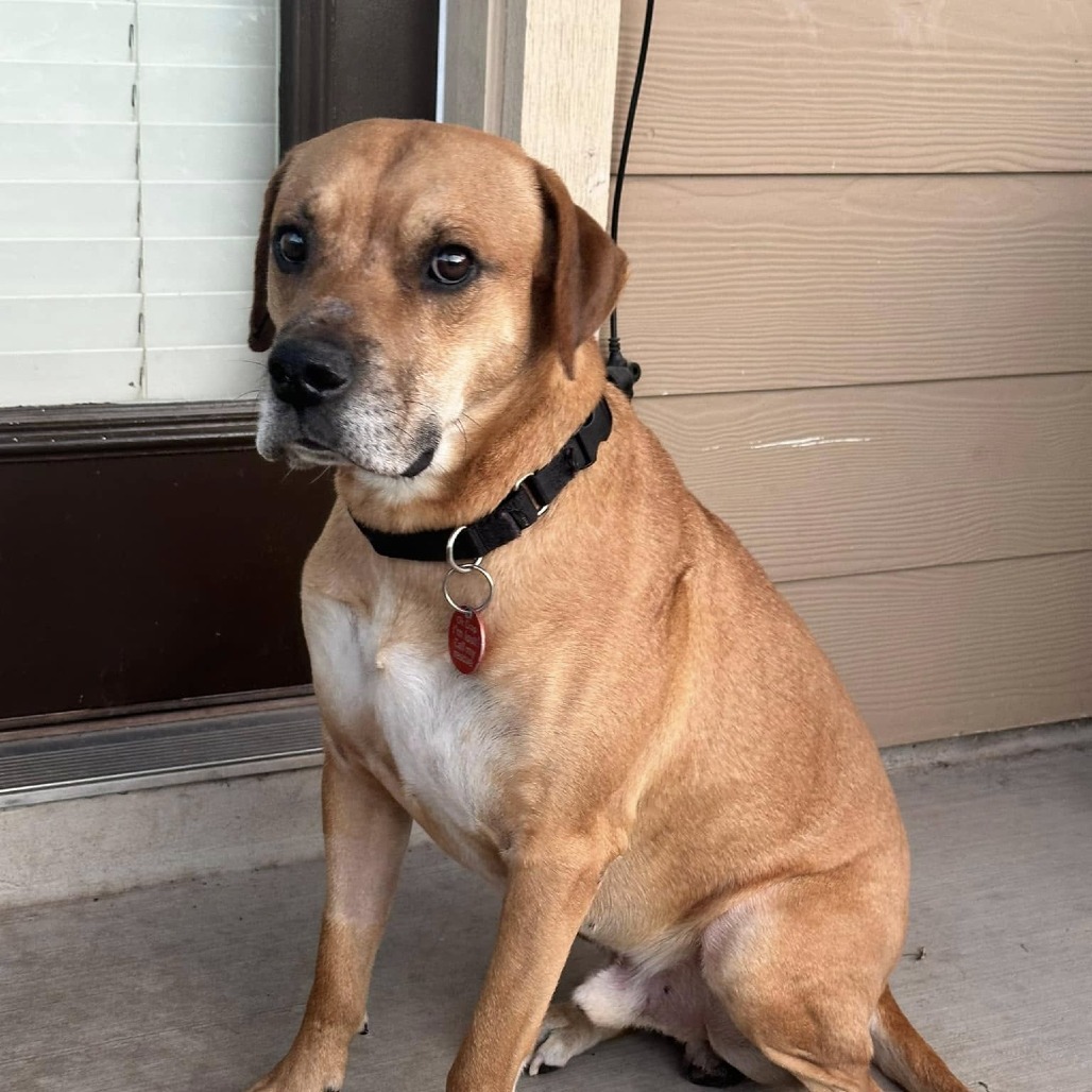 Ridgeback Rescue Texas