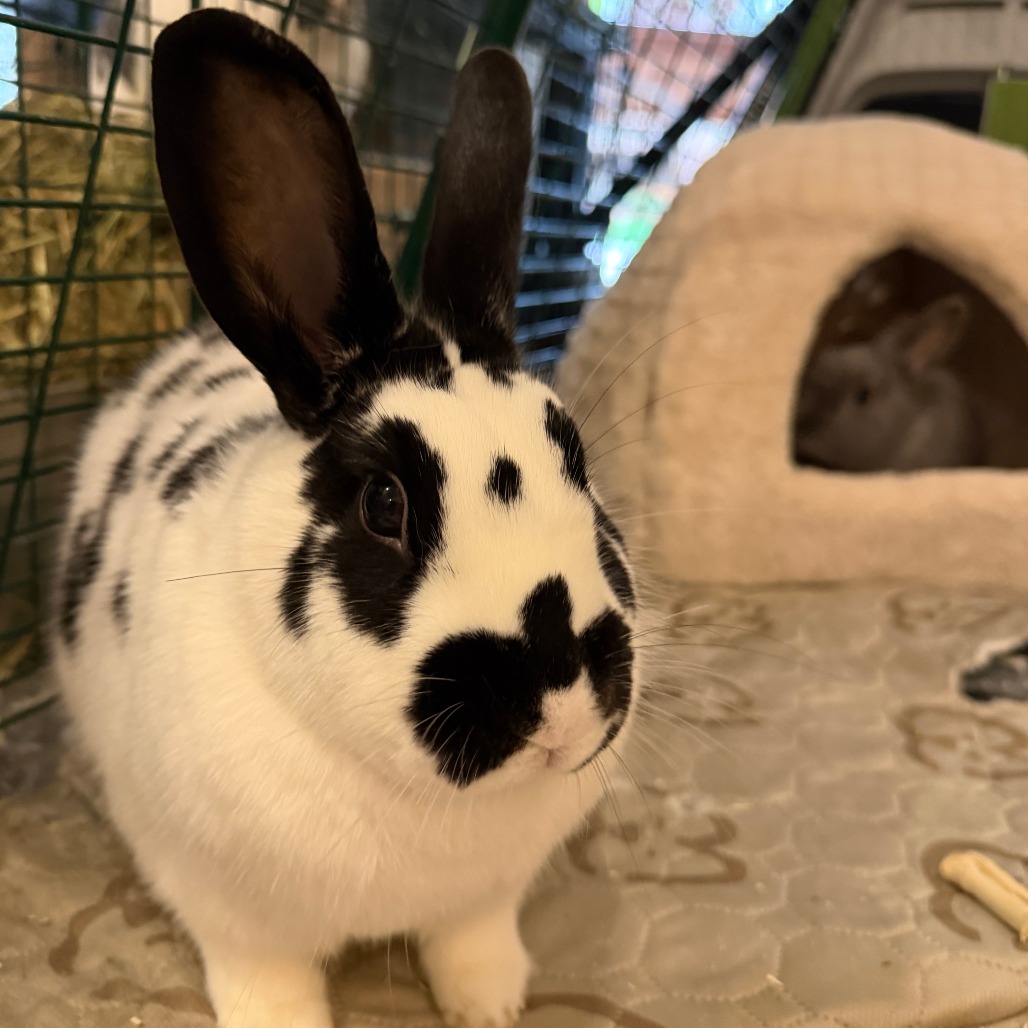 Nelly (bonded with Buns), photo 2