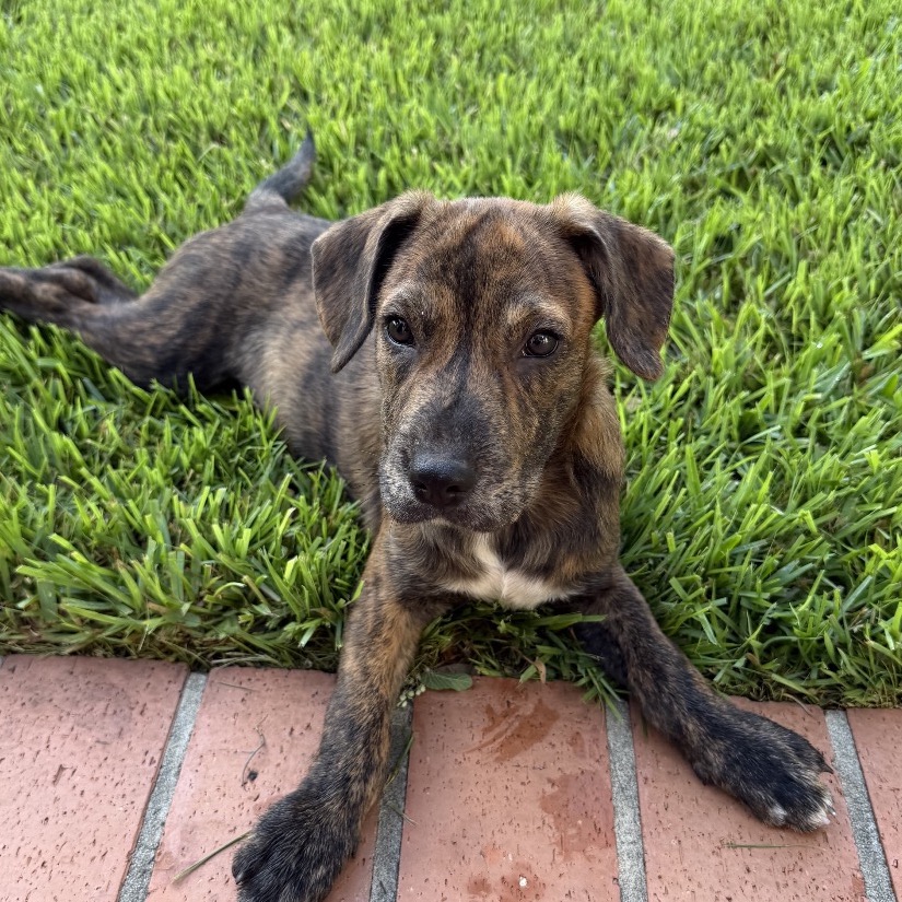 CARL - Hound / Mixed Breed (Small) for adoption in San Antonio
