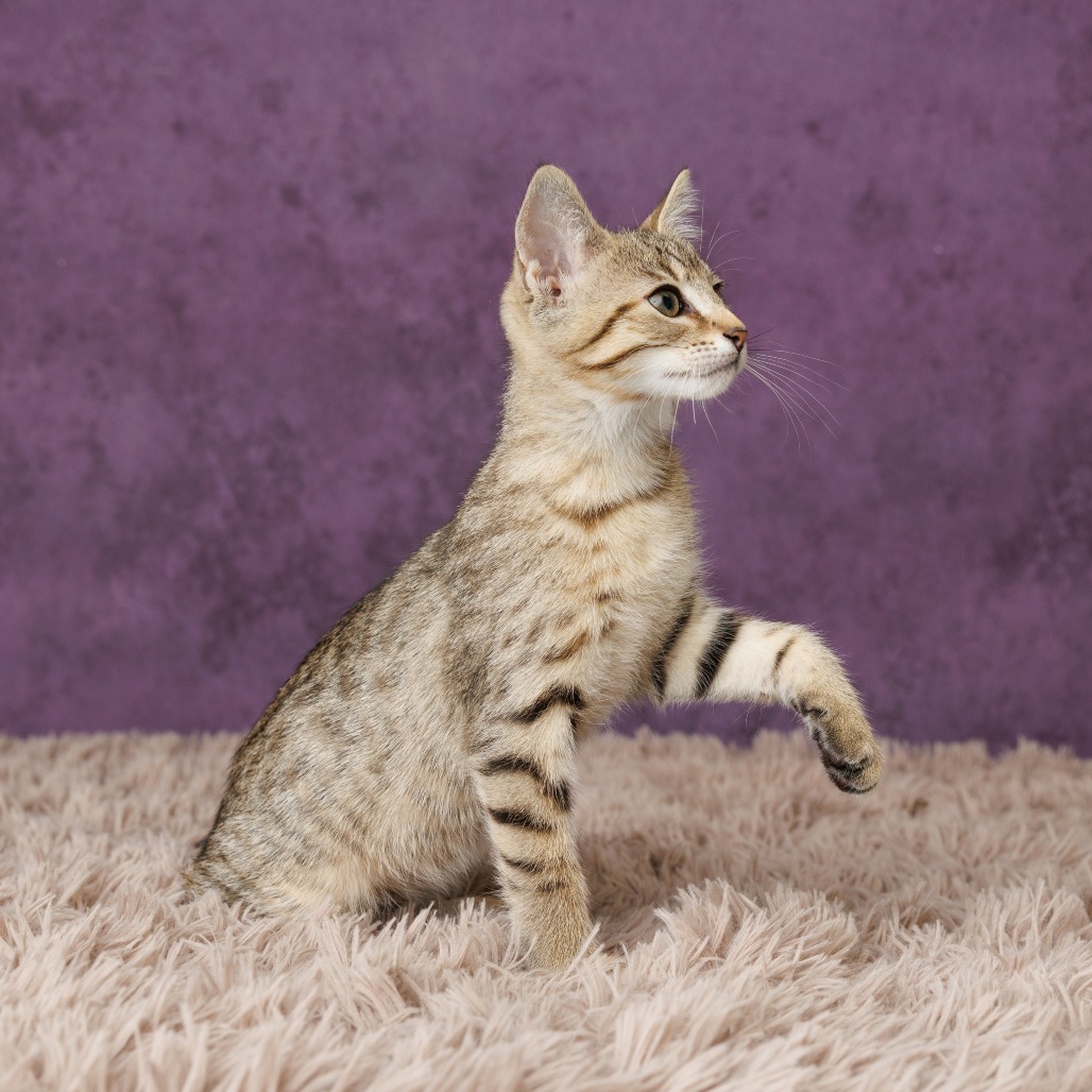 Huckle Cat, photo 5
