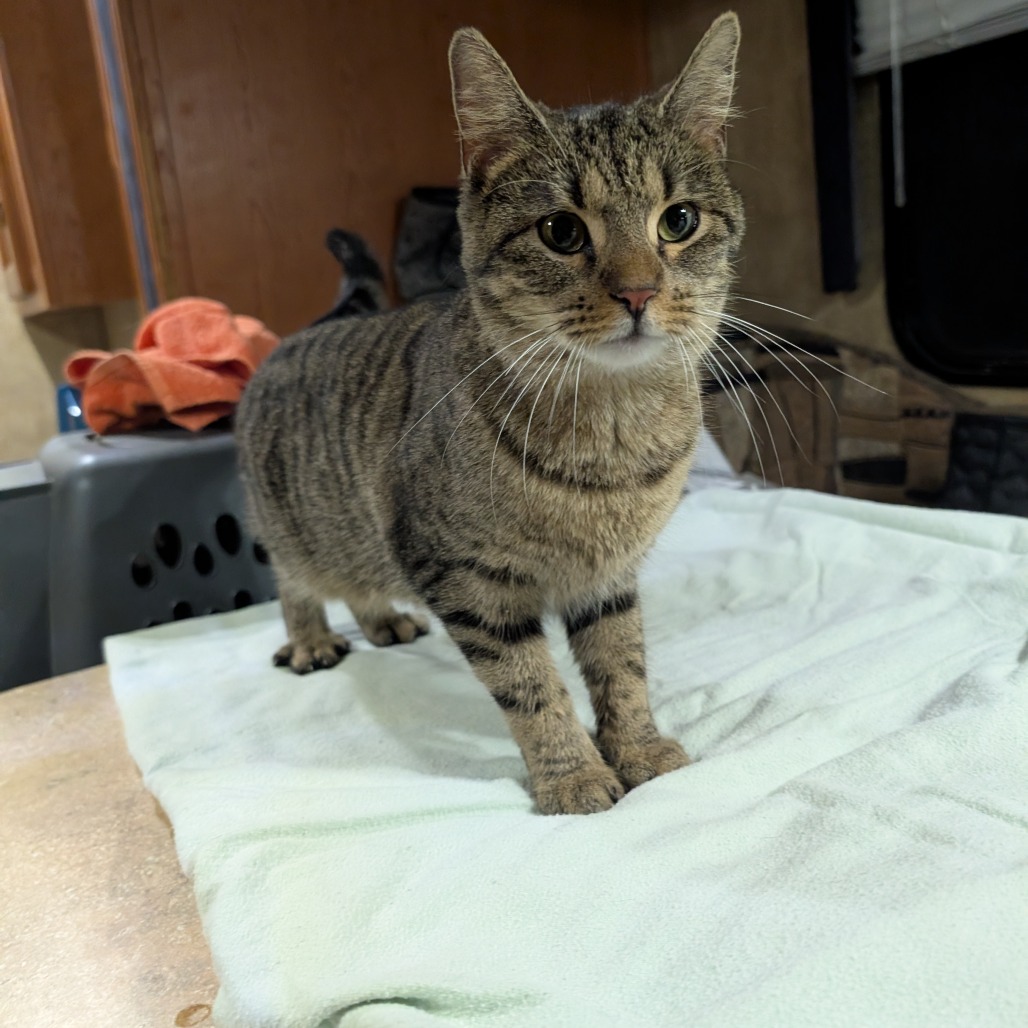 Tillie -the sweetest! FeLV+ (only kitty or with other FeLV+), an adoptable cat