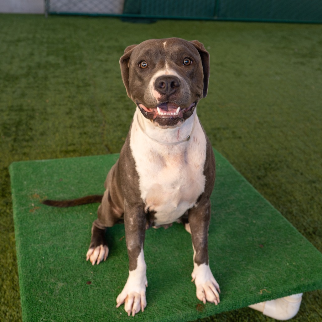 Pit Bull