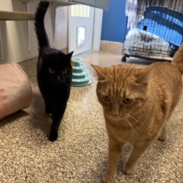 Thackeray picture #6