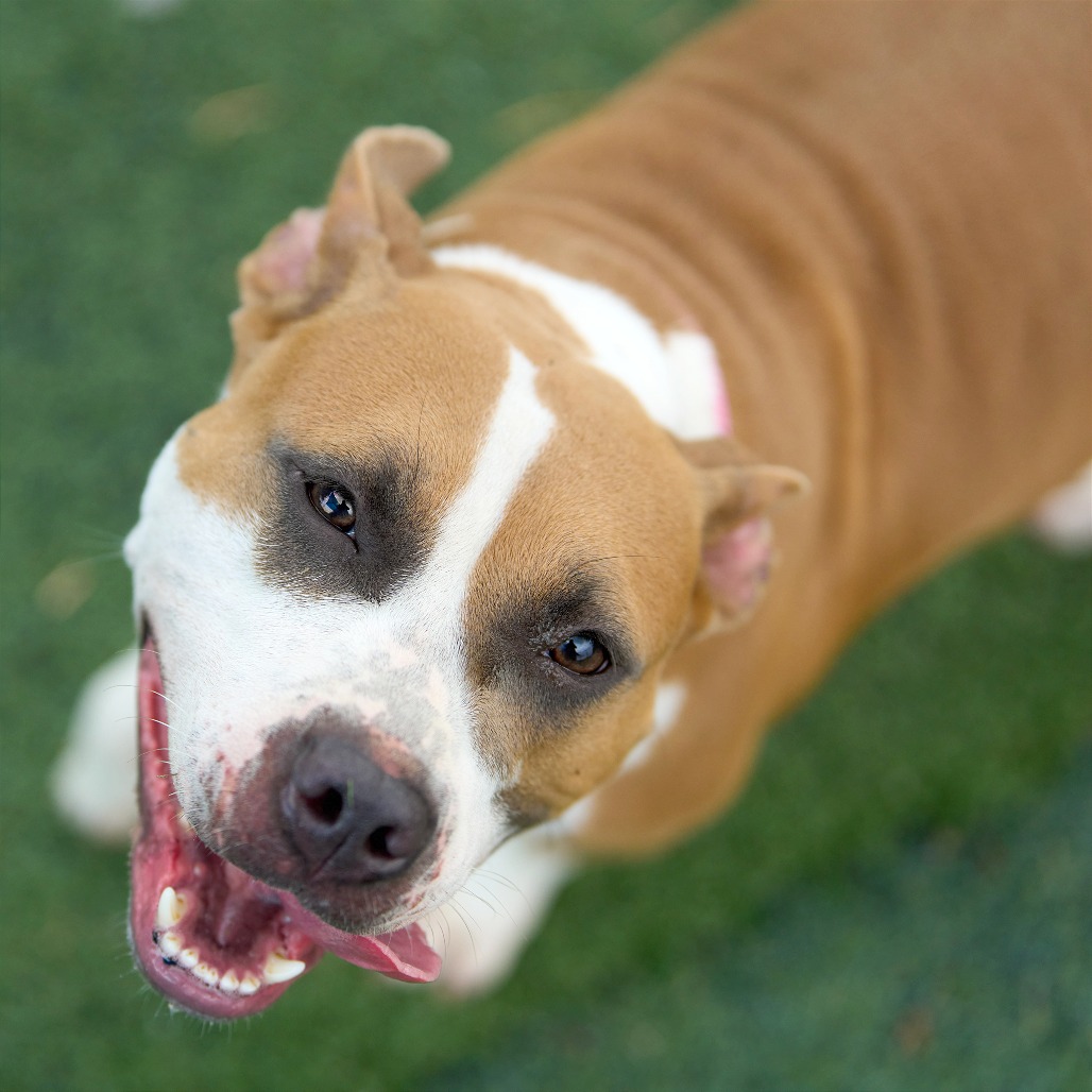 Isabella (formerly Diamond), photo 8