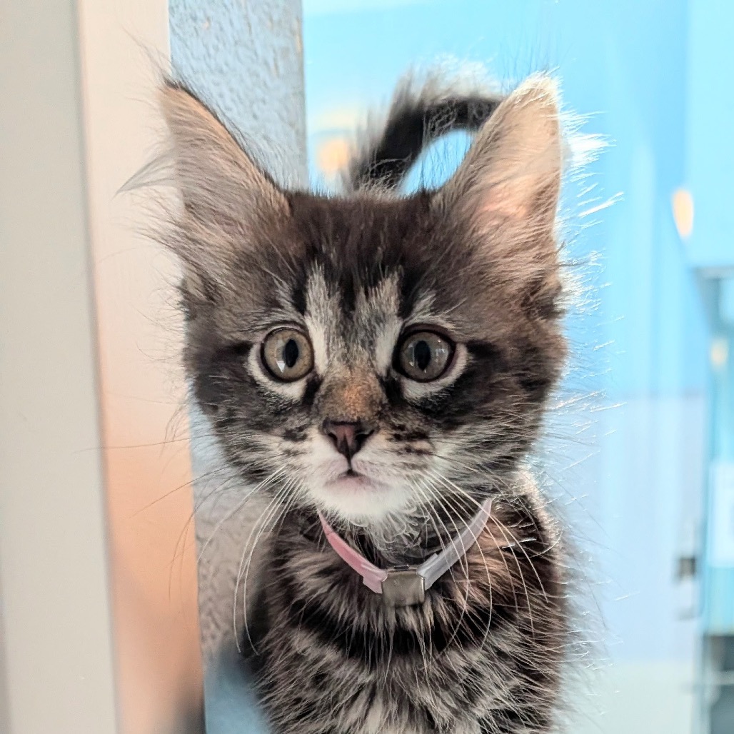Huckleberry the 