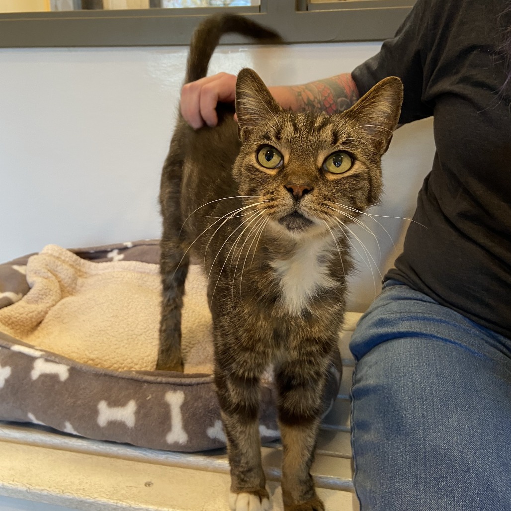 PRECIOUS ERNIE - Domestic Shorthair available for adoption