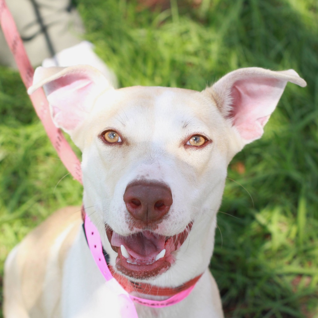 PENELOPE - Feist / Terrier for adoption in Hattiesburg