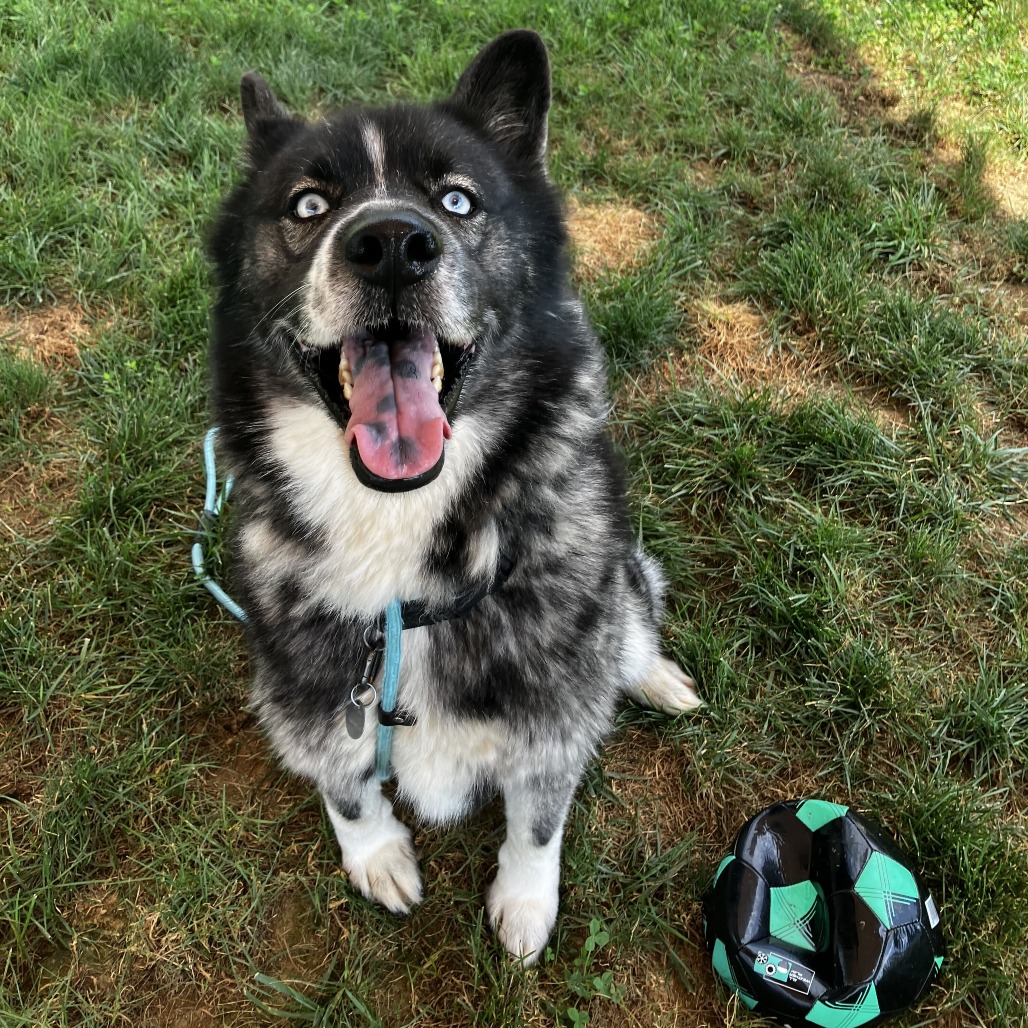 JAX - 003905 - Husky / Chow Chow available for adoption