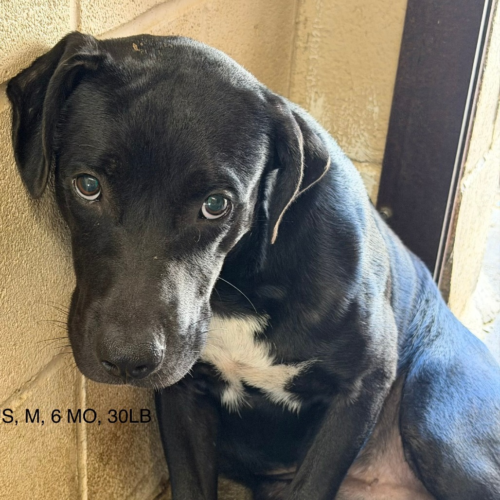 POP ROCKS - Terrier / American Pit Bull available for adoption
