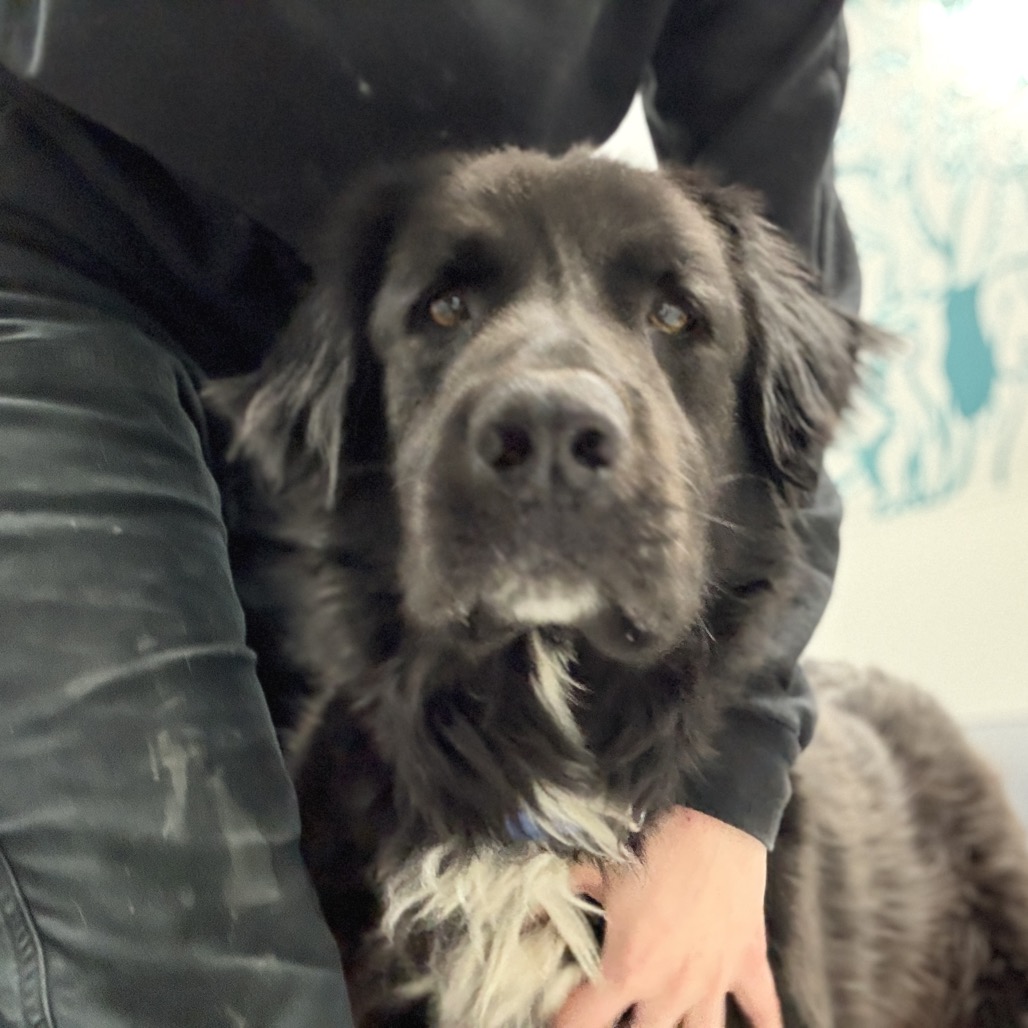 Scout, photo 11