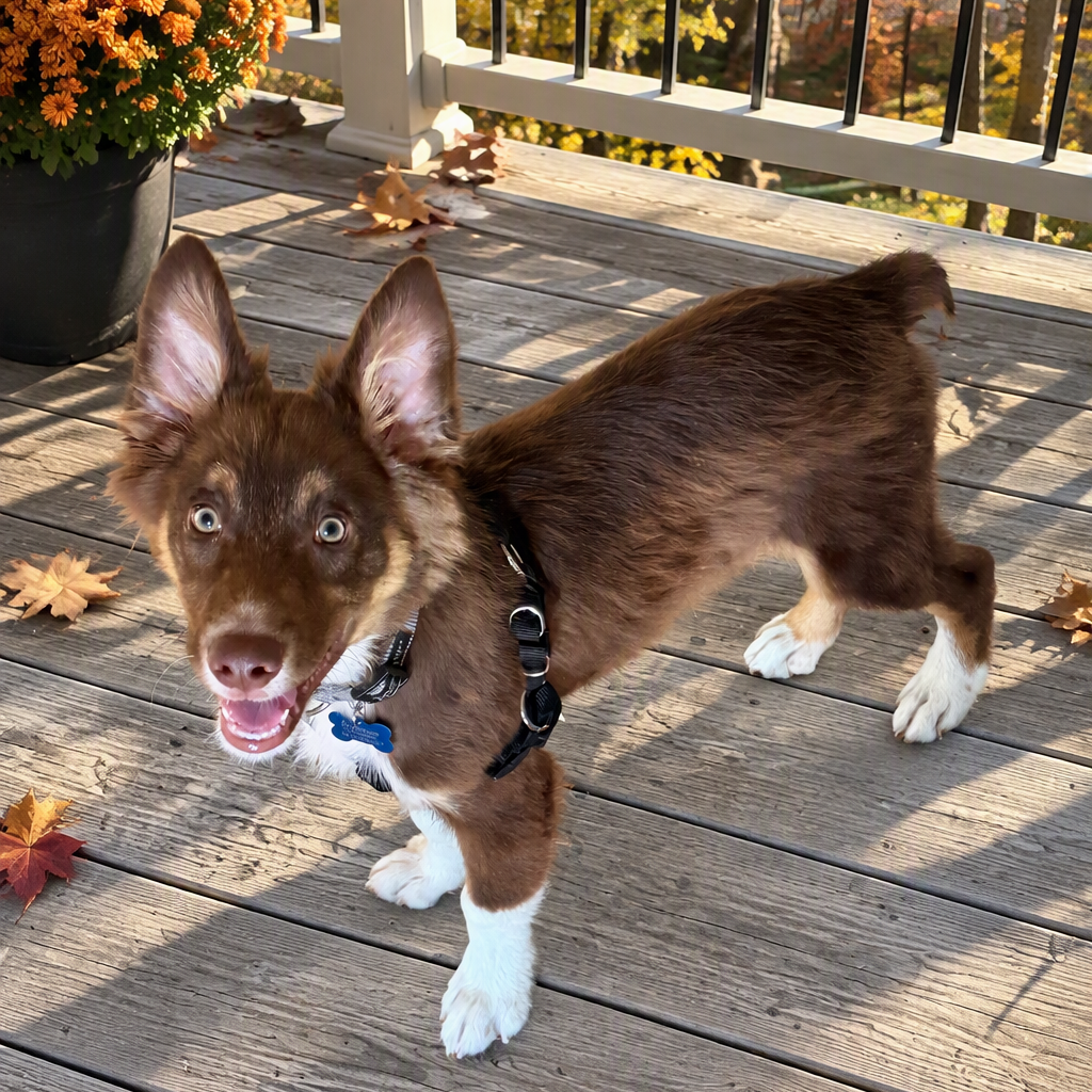 COPPER - Shepherd / Australian available for adoption
