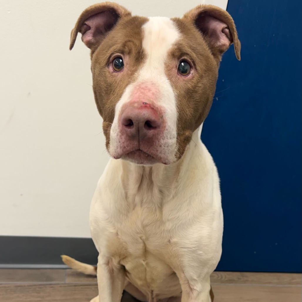 Zinger — thumbnail 5