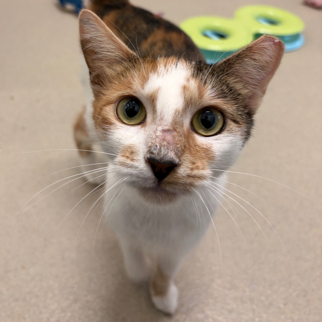 JOANNE - Domestic Shorthair available for adoption