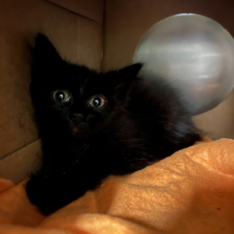 PETER PAN - Domestic Shorthair available for adoption