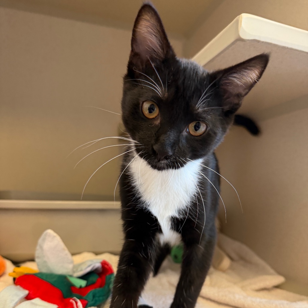 Mowgli - Domestic Shorthair