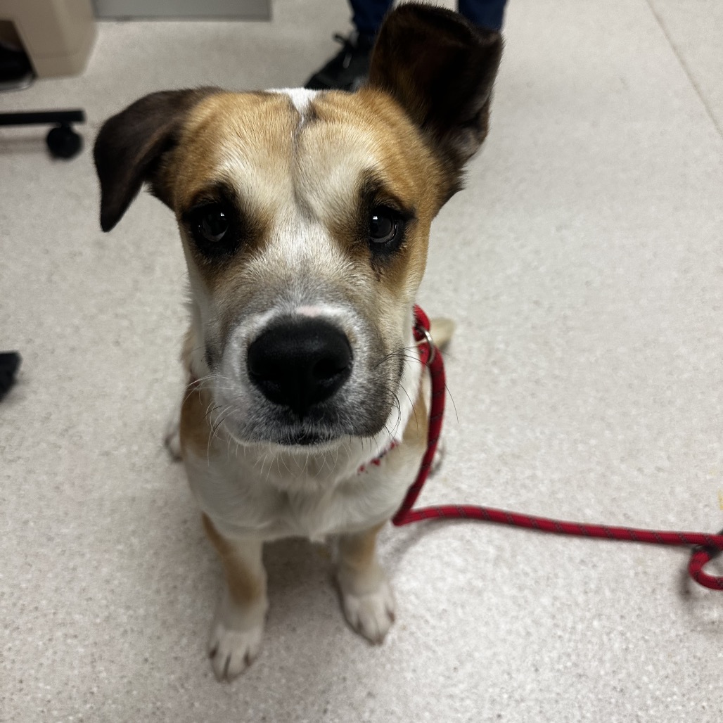 Dottie — thumbnail 3