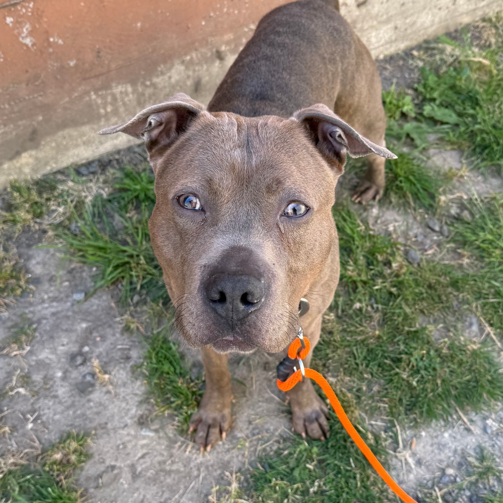 Pit Bull