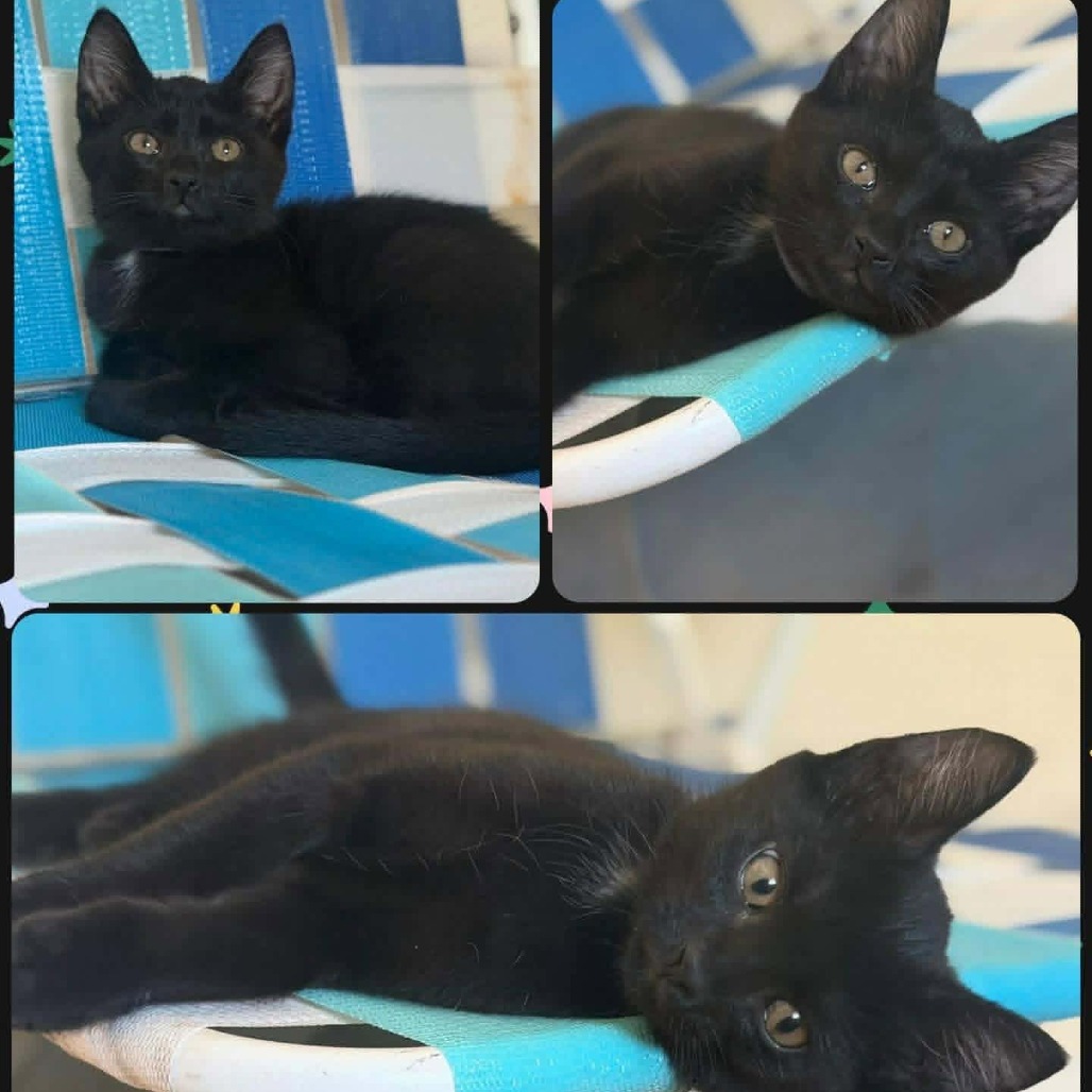 ADA - Domestic Shorthair available for adoption