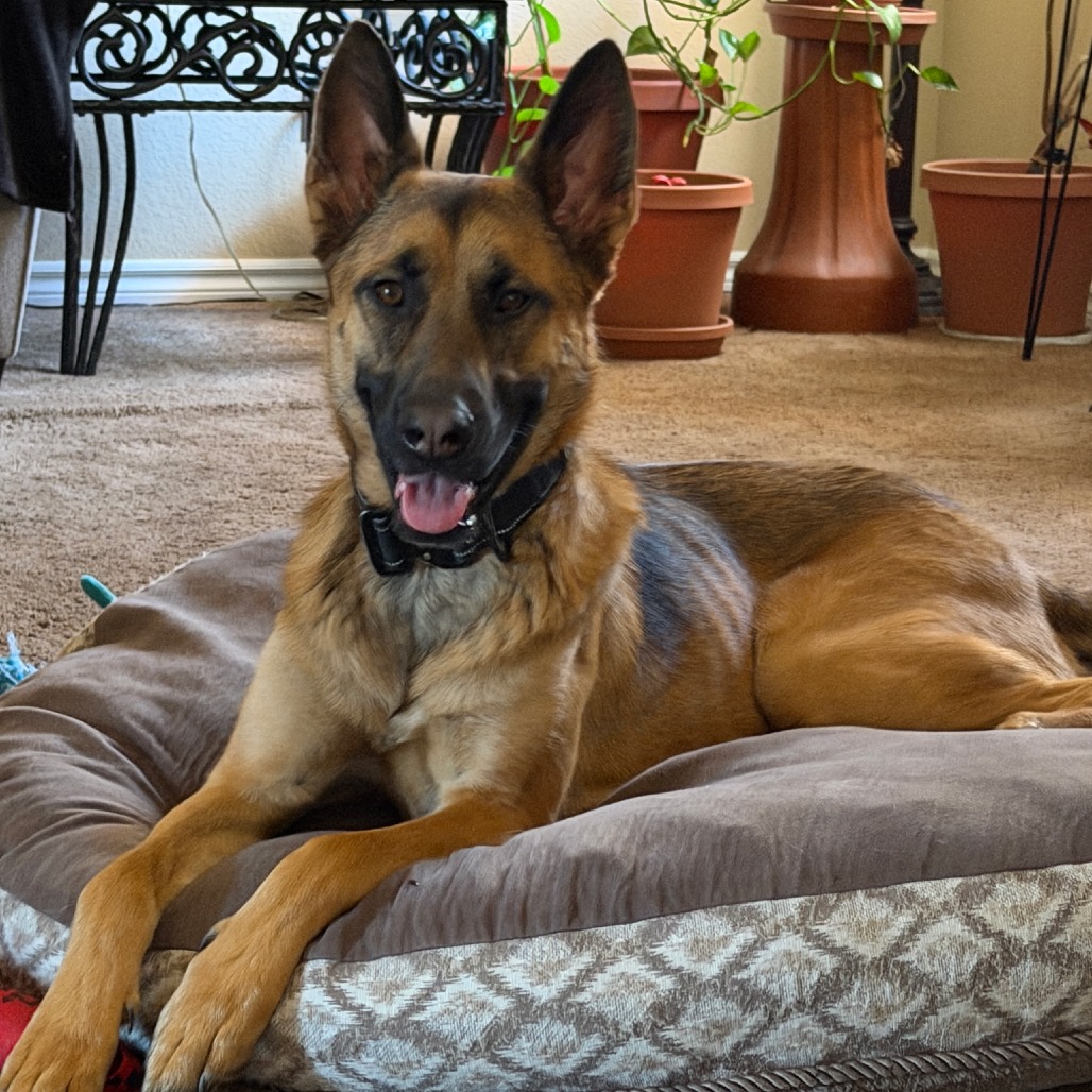 Parker, a 1 yr 6 mo Female Shepherd, German/Mix available for adoption through Lost & Found
