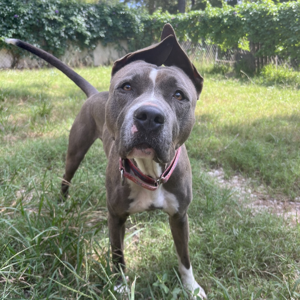 Hondo, photo 15