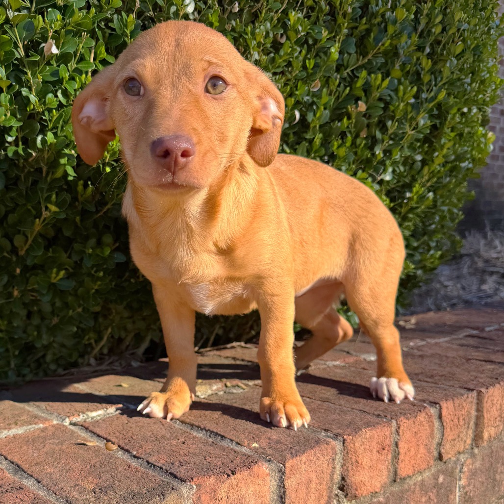 Calamari — thumbnail 3