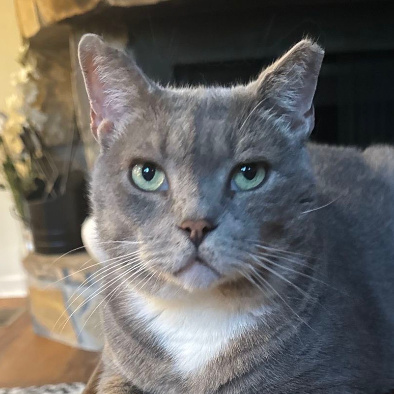 Buddy