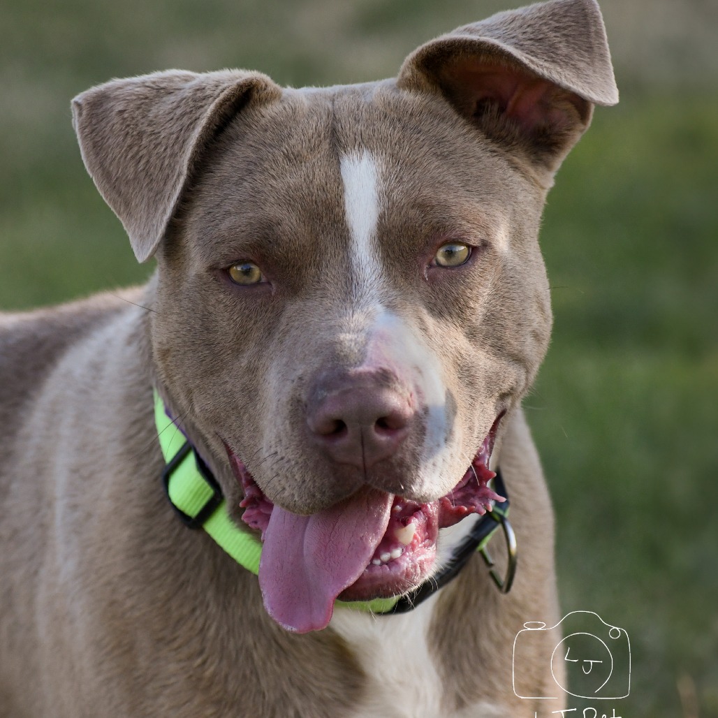 Tank, adoptable at Endless Pawsibilities