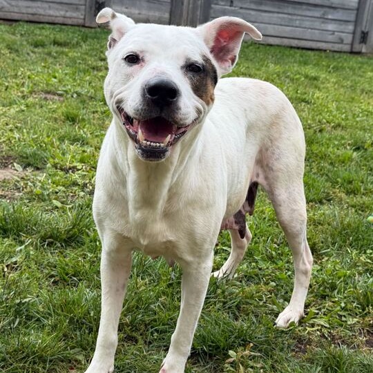 LENA - Terrier / Mix for adoption in Dayton