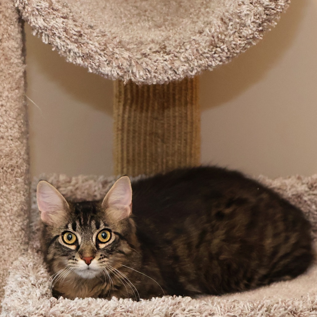 Taffy, photo 6