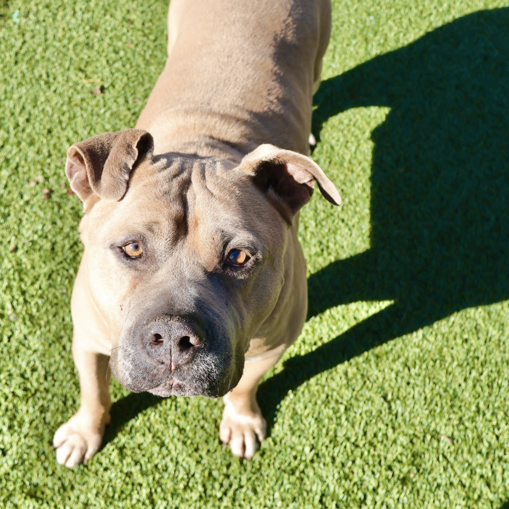 Blue — thumbnail 4