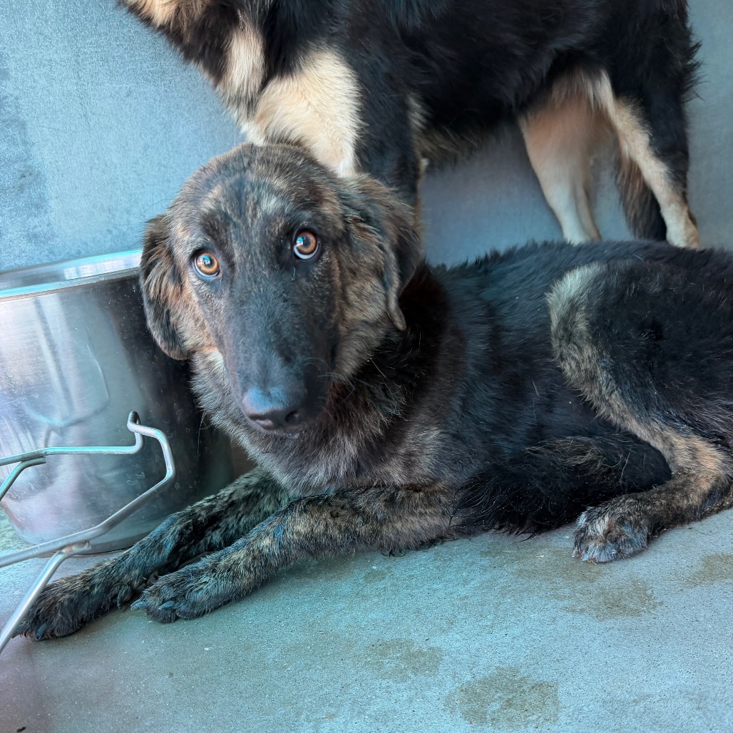 VICTORIA - Shepherd, German / Mixed Breed (Medium) available for adoption